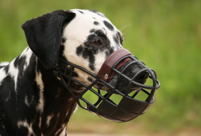 Dog Muzzle