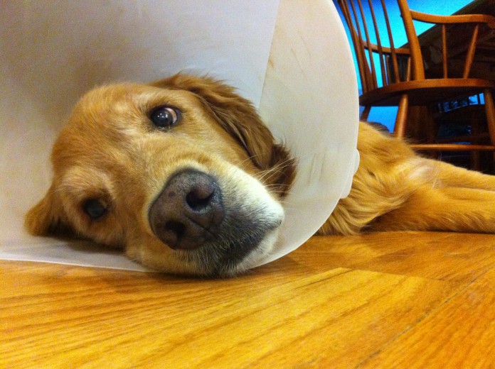 dog head in cone